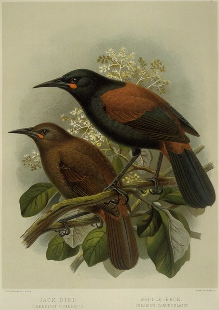 Image: Keulemans, John Gerrard 1842-1912 :Jack-bird. Creadion cinereus. Saddle-back. Creadion carunculatus / J. G. Keulemans delt. & lith. Judd & Co., Imp. [Plate III. 1888].