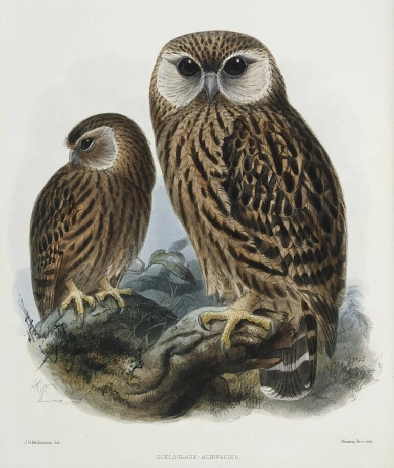 Image: Keulemans, John Gerrard, 1842-1912 :Sceloglaux albifacies. J. G. Keulemans del. Mintern Bros Imp. [London, 1876]