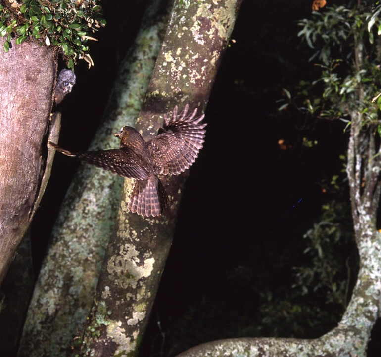 Image: Morepork/Ruru (Ninox novaeseelandiae)