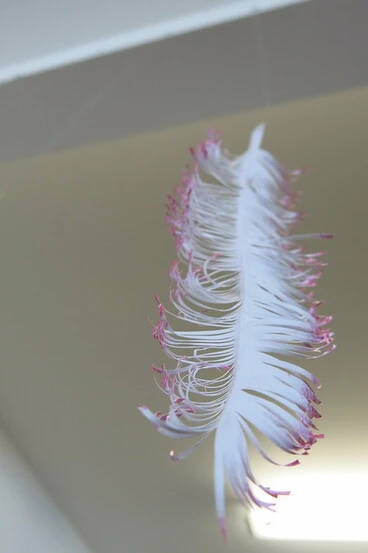 Image: Parihaka feather