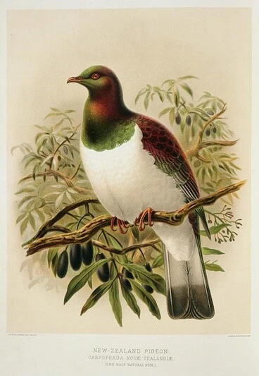 Image: Keulemans, John Gerrard 1842-1912 :New Zealand pigeon. Carpophaga Novae Zealandiae. (one-half natural size). / J. G. Keulemans delt. & lith. [Plate XXIV. 1888].