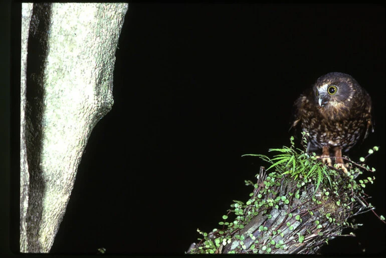 Image: Morepork (Ninox novaeseelandiae)