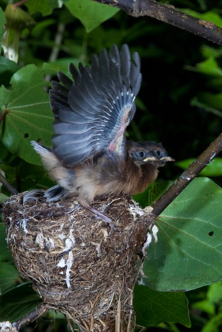 Image: Fantail (Rhipidura fuliginosa)