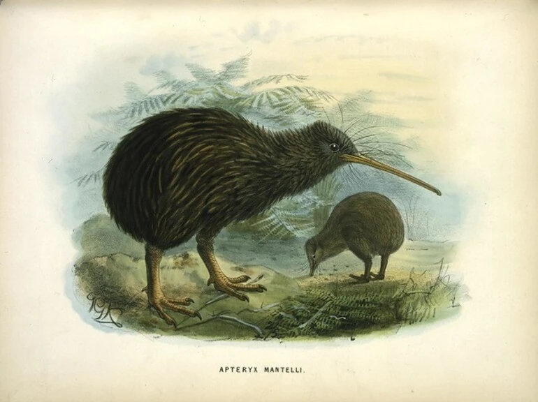 Image: Keulemans, John Gerrard, 1842-1912 :Apteryx Mantelli [North Island kiwi] London, 1873