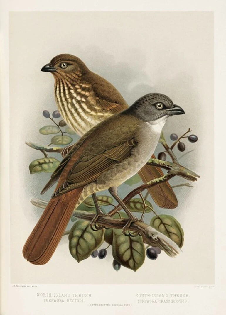 Image: Keulemans, John Gerrard 1842-1912 :North Island thrush - turnagra hectori. South Island thrush - T. crassirostris / J. G. Keulemans delt. & lith. [Plate IV. 1888].