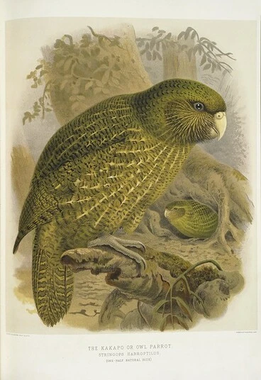 Image: Keulemans, John Gerrard 1842-1912 :The kakapo or owl parrot. Stringops habroptilus. (One-half natural size). / J. G. Keulemans delt. & lith. [Plate XIX. 1888].