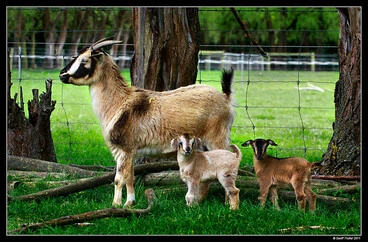 Image: Arapawa Goats Three