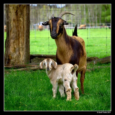 Image: Arapawa Goats