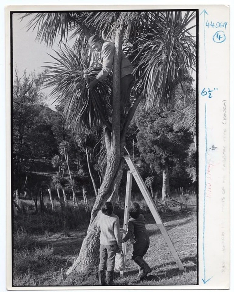 Image: Maori foods: Kouka - School Journal, 1968