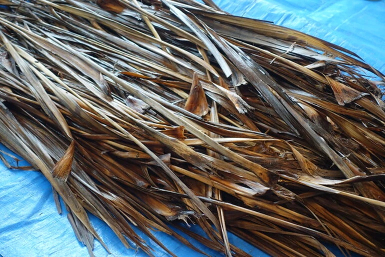 Image: Soaked tī kouka/cabbage tree leaves