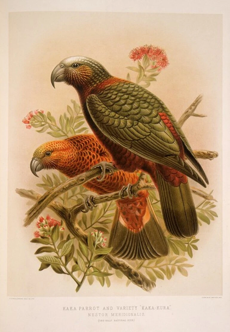 Image: Keulemans, John Gerrard 1842-1912 :Kaka parrot and variety 'kaka-kura' - Nestor meridionalis. (One-half natural size). / J. G. Keulemans delt. & lith. [Plate XVII. 1888].
