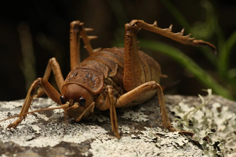 Image: Cook Strait giant weta