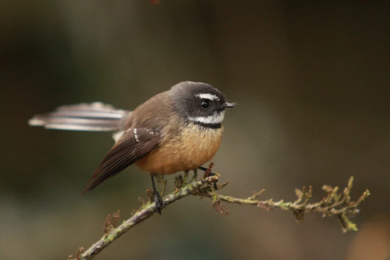 Image: Fantail