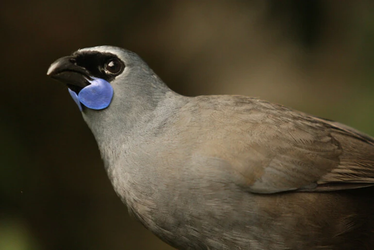 Image: kokako closeup