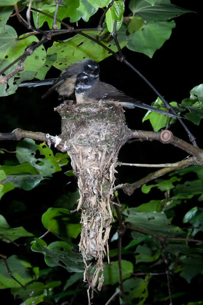 Image: Fantails /Piwakawaka(Rhipidura fuliginosa)