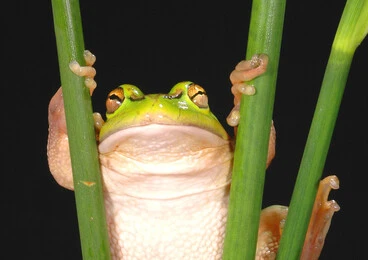 Image: Australian green tree frog (Hyla aurea)