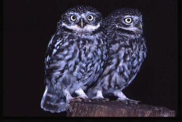 Image: Little Owl/German Owl (Athene noctua)