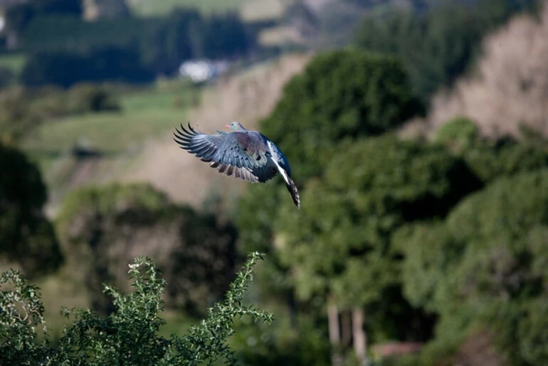 Image: Wood Pigeon/Kereru (Hemiphaga novaeseelandiae)