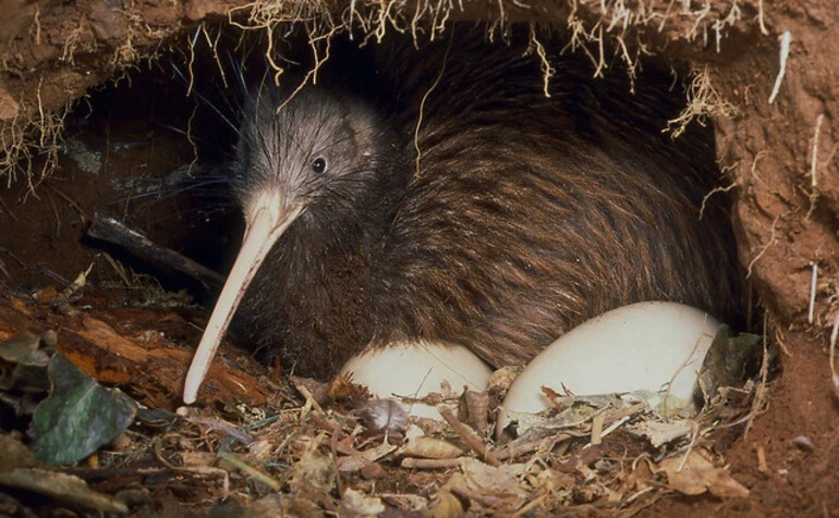 Image: North Island Brown Kiwi (Apteryx australis mantelli)