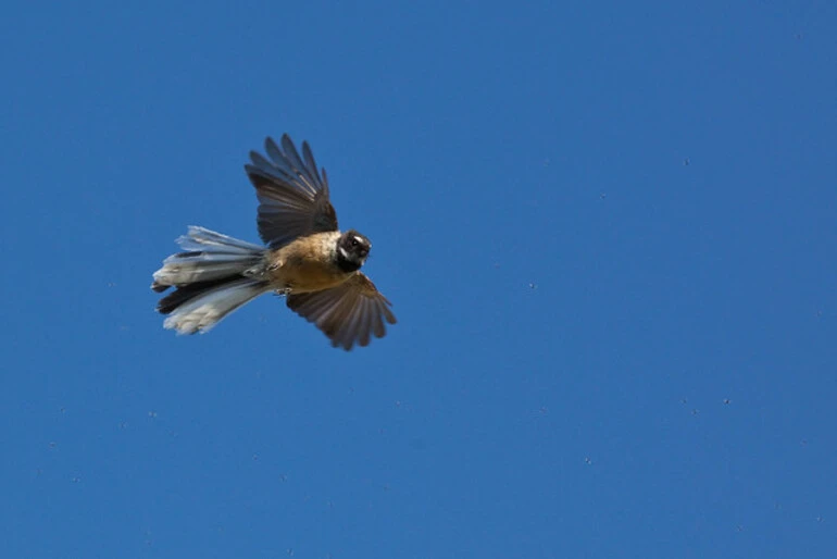 Image: Fantail/Piwakawaka (Rhipidura fuliginosa).