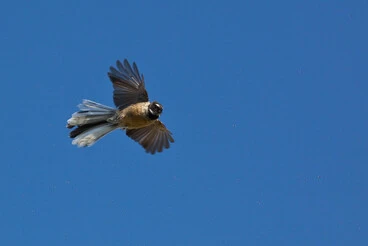 Fantail/Piwakawaka (Rhipidura fuliginosa). Image: Fantail/Piwakawaka (Rhipidura fuliginosa).