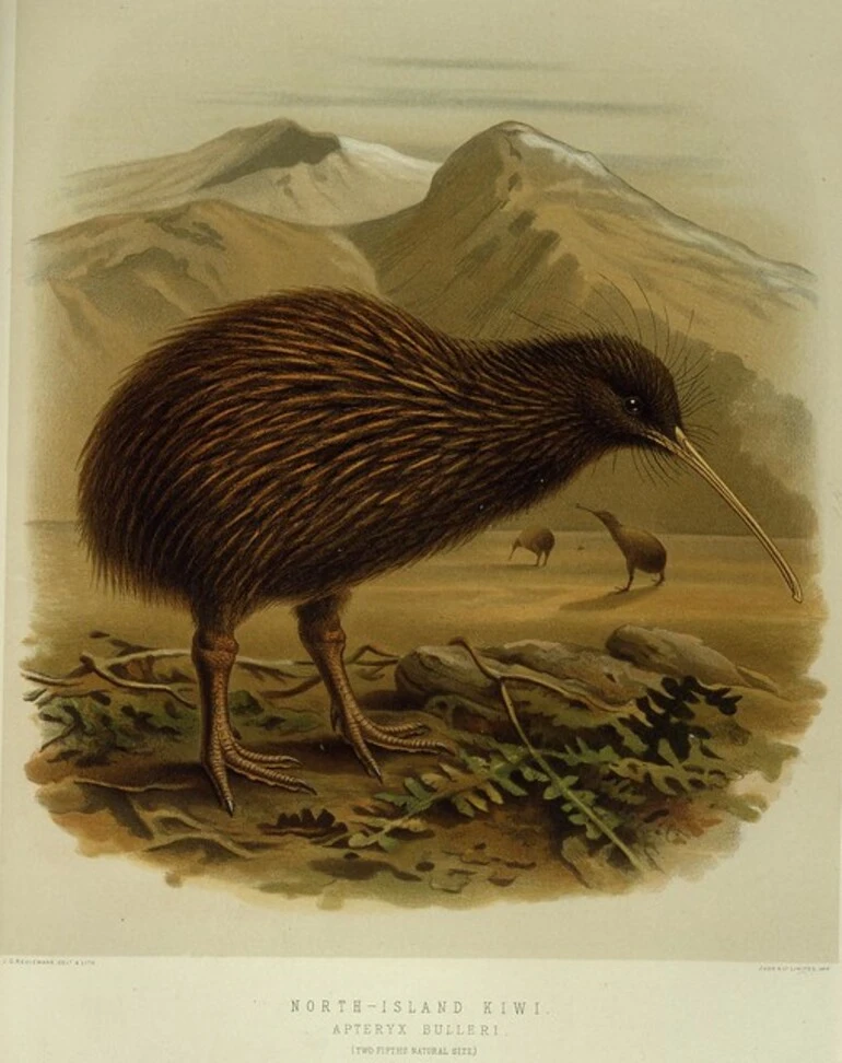 Image: Keulemans, John Gerrard, 1842-1912 :North-Island kiwi. Apteryx Bulleri (two-fifths natural size). / J. G. Keulemans delt. & lith. [Plate XLVII 1888].