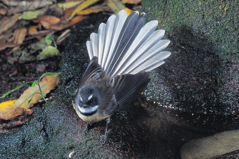 Image: Fantail/Piwakawaka (Rhipidura fuliginosa)