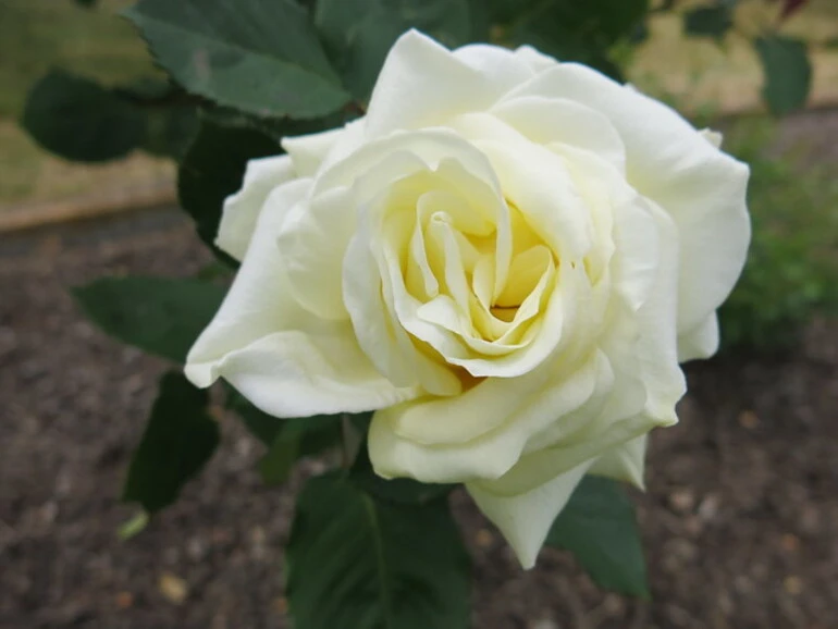 Image: Ballantyne Memorial Rose Garden