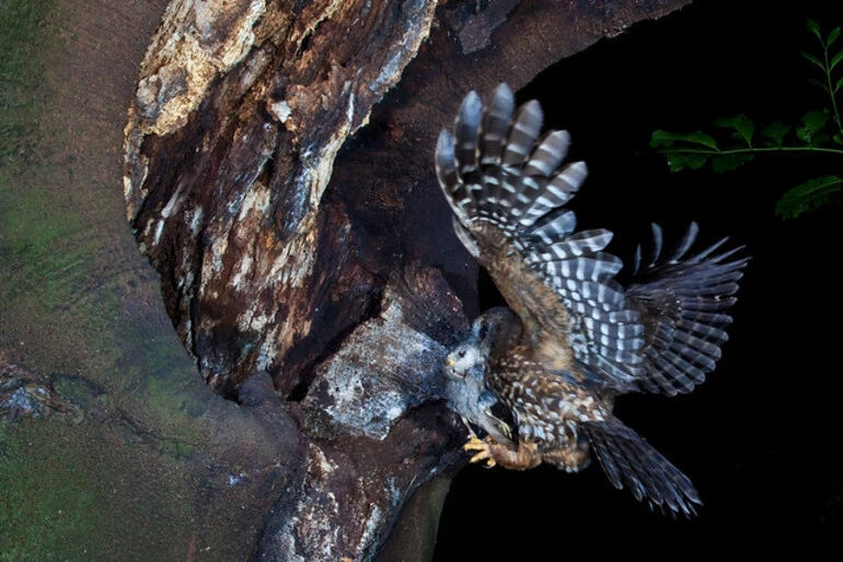 Image: Morepork ,Ruru