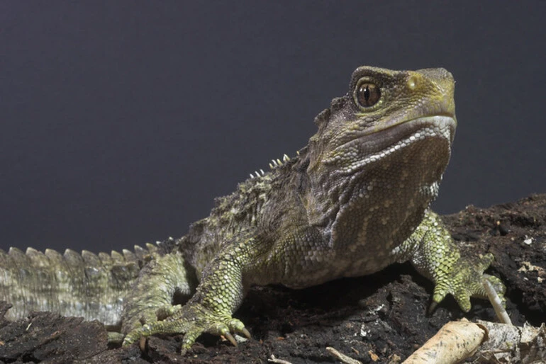 Image: Tuatara female