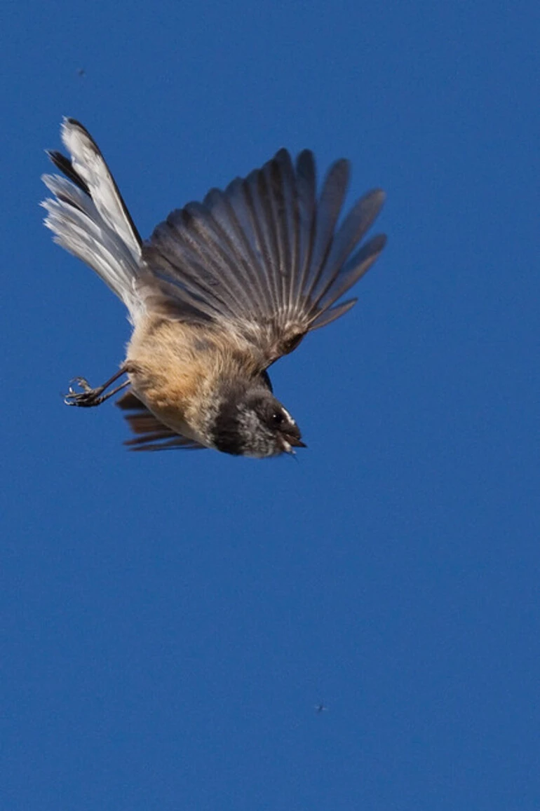 Image: Fantail/Piwakawaka (Rhipidura fuliginosa).