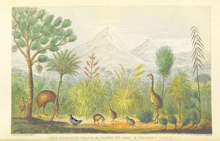 Image: British Library digitised image from page 6 of "Te Ika a Maui, or, New Zealand and its Inhabitants ... Second edition, etc"