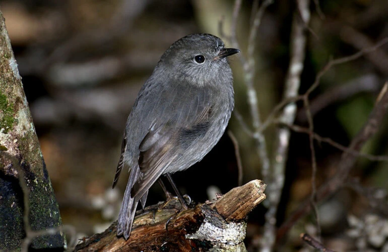 Image: Bush Robin NZ
