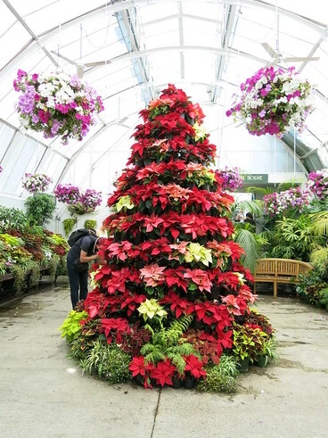 Image: Botanics Gardens Christmas tree