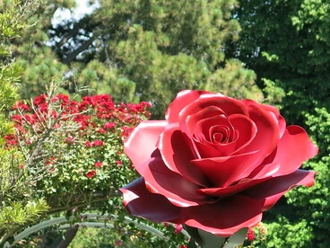 Image: Botanics Gardens rose garden