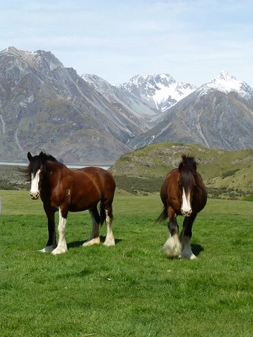 Image: Erewhon Station Clydesdales