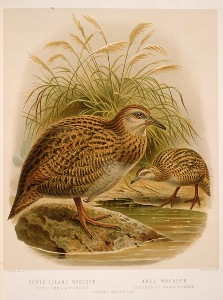 Image: Keulemans, John Gerrard, 1842-1912 :South-Island woodhen (ocydromus australis). Buff woodhen (ocydromus brachypterus) / J. G. Keulemans delt. & lith. [Plate XXXV. 1888].