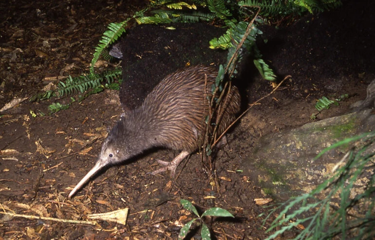 Image: Brown Kiwi (Apteryx australis)