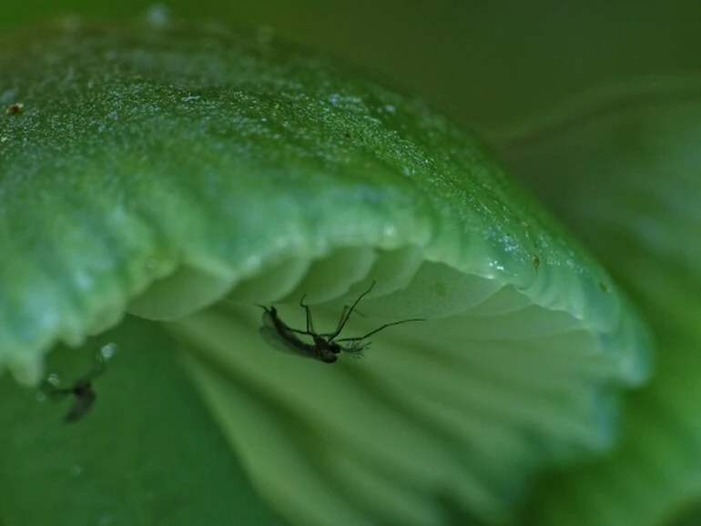 Image: Strange Attraction ~ Midges and Mushrooms