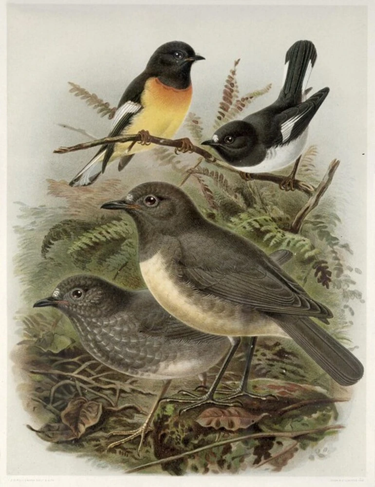 Image: Keulemans, John Gerrard, 1842-1912 :South Island tomtit, myiomoira macrocephala. North Island tomtit, myiomoira toitoi. North Island robin, miro australia. South Island robin, miro albifrons. / J. G. Keulemans delt. & lith. Judd & Co. [Plate V. 1888].
