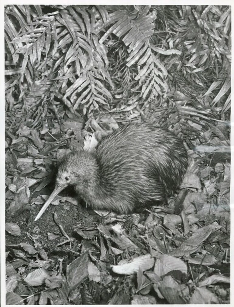 Image: North Island Kiwi probing for worms in the leaf mould