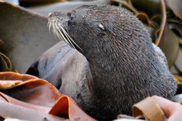 Image: Seal