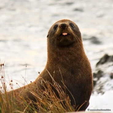 Image: seal making face