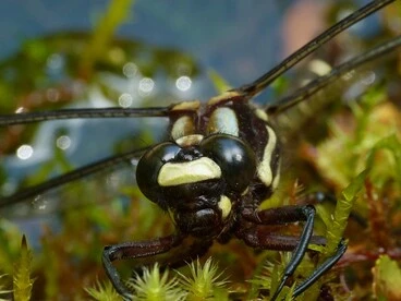 Image: New Zealand Bush Giant Dragonfly