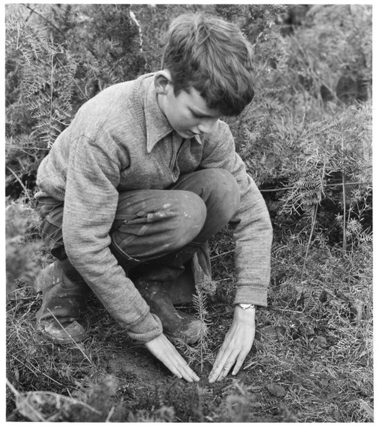 Image: Planting in Nelson for Arbor Day, 1959