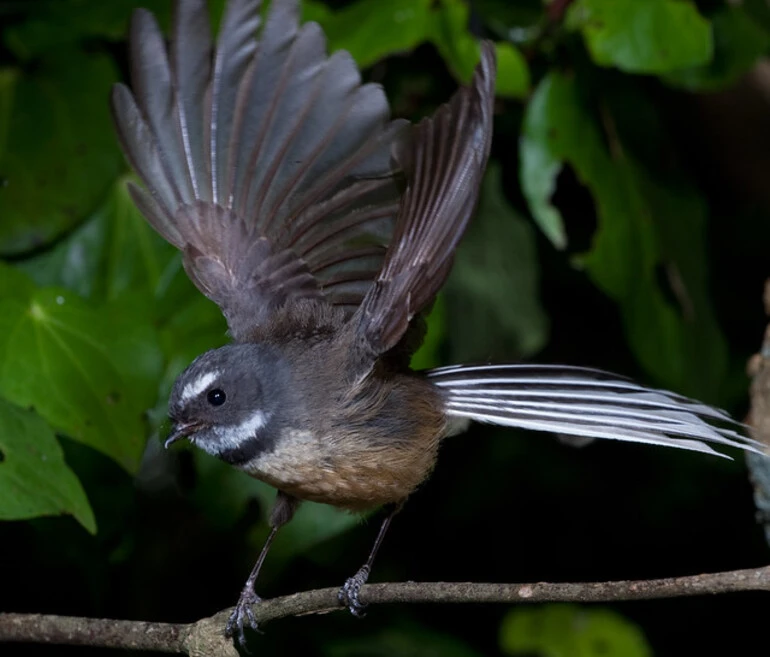 Image: FANTAIL / Piwakawaka (Rhipidura fuliginosa).