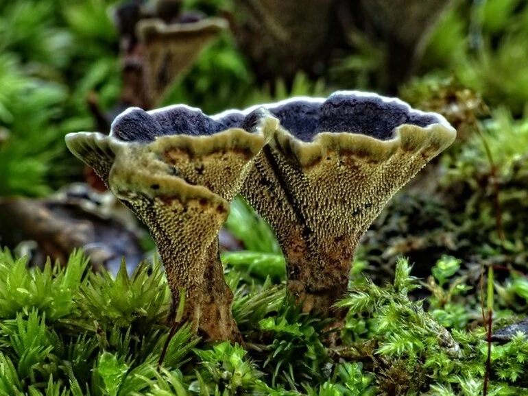 Image: Phellodon sinclairii ~ A toothed bracket fungus