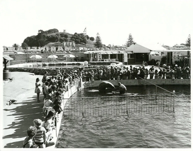 Image: Feeding time at Marineland Zoological Gardens, Mount Maunganui.