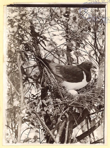 Image: Native Pigeon with Egg, 1909