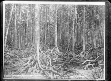 Image: Mangrove swamp - Regi - Ysabel - Solomons